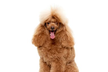 Beyaz stüdyo arka planında izole edilmiş dille poz veren şirin bir kanişin portresi. Gülümse. Evcil hayvan kavramı, bakım, yoldaş, veteriner, hareket, eylem, evcil hayvanlar aşkı.