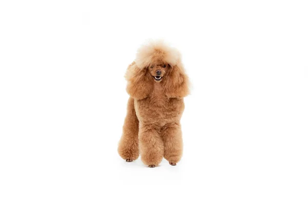 Portrait Cute Purebred Poodle Calmly Standing Posing Isolated White Studio — Stock Photo, Image