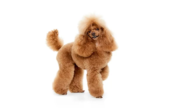 Retrato Poodle Bonito Raça Pura Posings Sorrindo Isolado Sobre Fundo — Fotografia de Stock