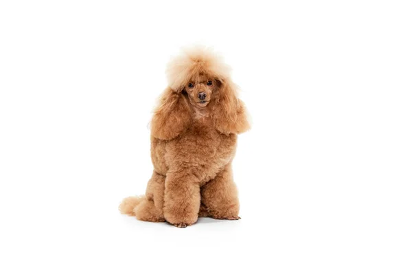 Retrato Poodle Bonito Raça Pura Posando Calmamente Sentado Isolado Sobre — Fotografia de Stock
