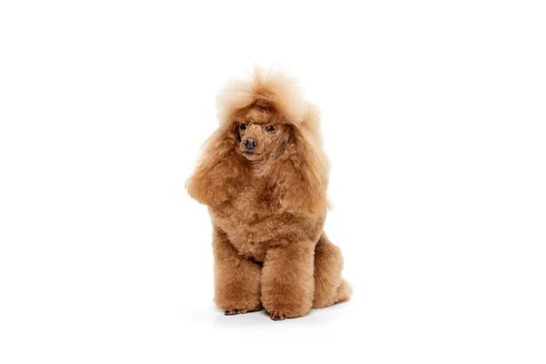 Retrato Bonito Peludo Puro Poodle Posando Calmamente Sentado Isolado Sobre — Fotografia de Stock