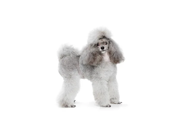 Portrait Adorable Purebred Grey Colored Poodle Posing Calmly Standing Isolated — Stock Photo, Image