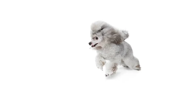 Retrato Poodle Bonito Raça Pura Posando Alegremente Correndo Isolado Sobre — Fotografia de Stock