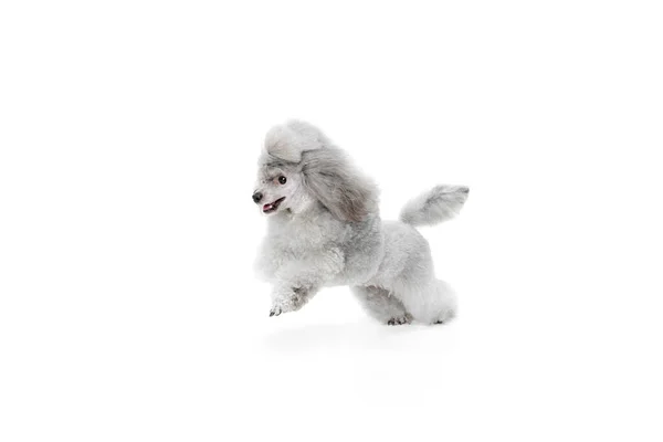 Retrato Poodle Bonito Raça Pura Posando Alegremente Correndo Isolado Sobre — Fotografia de Stock