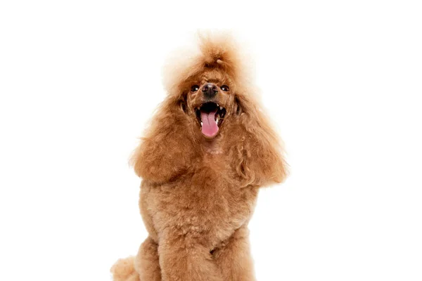 Portrait Cute Purebred Poodle Posing Breathing Open Mouth Isolated White — Stock Photo, Image