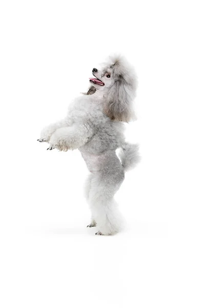 Retrato Lindo Poodle Pura Raza Posando Pie Sobre Patas Traseras — Foto de Stock