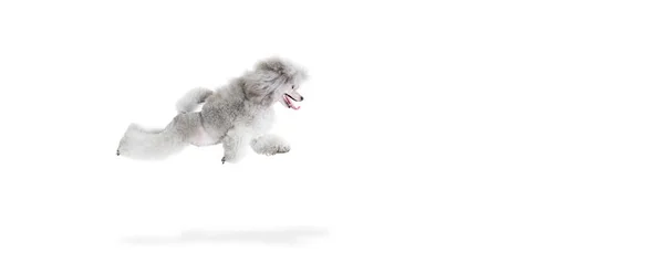 Portrait Cute Purebred Poodle Posing Cheerfully Running Jumping Isolated White — Stock Photo, Image