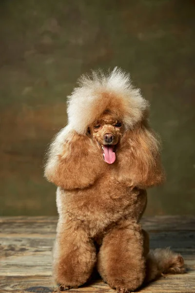 Portrait Cute Furry Purebred Poodle Posing Sitting Winking Isolated Vintage — Stock Photo, Image