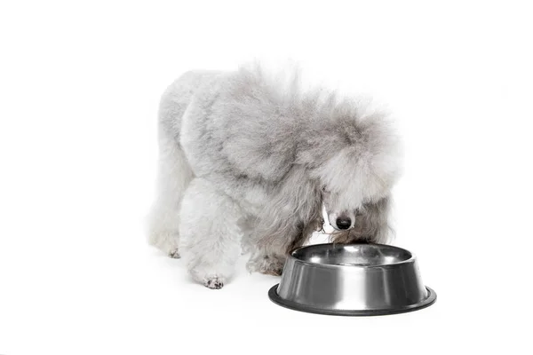 stock image Portrait of grey, furry, purebred poodle posing, eating from bowl isolated over white studio background. Concept of domestic animals, care, companion, vet, motion, action, pets love.