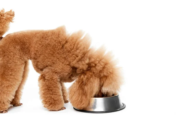 stock image Portrait of cute purebred poodle posing, eating from bowl isolated over white studio background. Concept of domestic animals, care, companion, vet, motion, action, pets love.