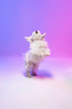 Arka ayakları üzerinde zıplayan sevimli beyaz Malta köpeğinin stüdyo görüntüsü neon ışıklarıyla izole edilmiş mavi arkaplanda. Hareket kavramı, eylem, evcil hayvanlar aşk, hayvan hayatı, evcil hayvan.