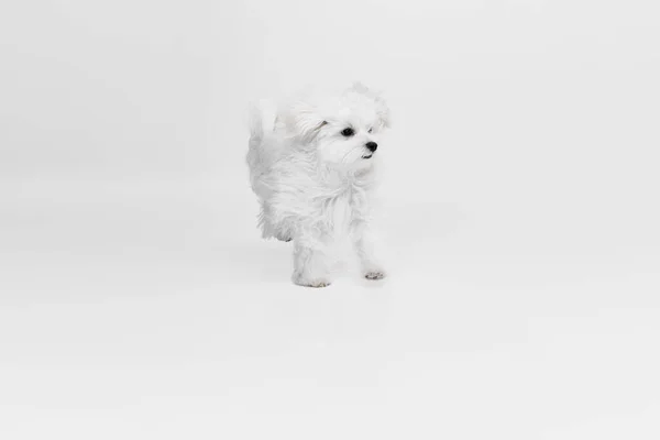 Studio Image Cute Fluffy White Maltese Dog Posing Running Isolated — Stock Photo, Image