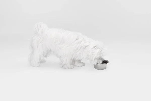 Studio Image Cute White Maltese Dog Posing Eating Food Bowl — Stock Photo, Image