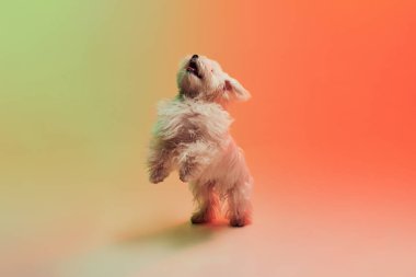 Arka ayakları üzerinde poz veren sevimli beyaz Malta köpeğinin stüdyo fotoğrafı neon ışıklarıyla izole edilmiş turuncu arka plan üzerinde. Hareket, eylem, evcil hayvanlar, aşk, hayvan hayatı, evcil hayvan kavramı. Reklam için kopyalama alanı.