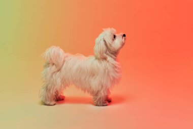 Stüdyo fotoğrafında şirin beyaz Malta köpeği poz veriyor. Gradyan turuncu arka planda neon ışıkta tek başına duruyor. Hareket, eylem, evcil hayvanlar, aşk, hayvan hayatı, evcil hayvan kavramı. Reklam için kopyalama alanı.