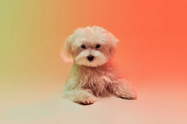 Studio Photo Cute White Maltese Dog Leaning Table Isolated Gradient — Stock Photo, Image