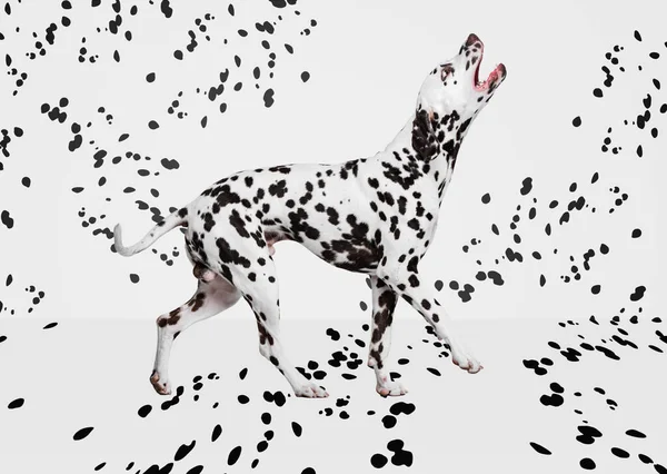 Portrait Beautiful Purebred Dog Dalmatian Posing White Background Black Spots — Stock Photo, Image