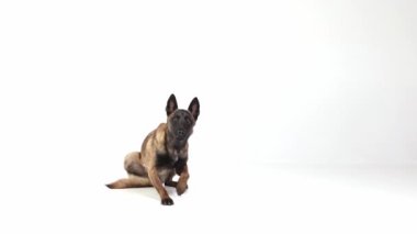 Akıllı çoban köpeği beyaz stüdyo arka planında oturuyor, yalan söylüyor ve dikiliyor. Eğitim aktivitesi. Evcil hayvan kavramı, bakım, yoldaş, veteriner, hareket, eylem, evcil hayvanlar aşkı.