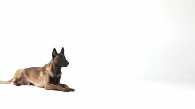 Akıllı, sakin çoban köpeği yalan söylüyor ve beyaz stüdyo arka planında yürüyor. Antrenman. Evcil hayvan kavramı, bakım, yoldaş, veteriner, hareket, aksiyon, evcil hayvan aşkı. Reklam ve afiş için alanı kopyala