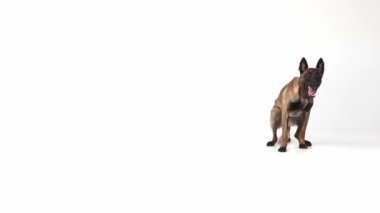Akıllı çoban köpeği beyaz stüdyo arka planında oturuyor, yalan söylüyor ve dikiliyor. Antrenman, büyüme yetenekleri. Evcil hayvan kavramı, bakım, yoldaş, veteriner, hareket, eylem