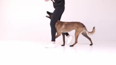 Akıllı çoban köpeği eğitimi, öğrenme komutları, yürüme, beyaz stüdyo arka planında insan bacaklarını takip etme. Evcil hayvan kavramı, bakım, yoldaş, veteriner, hareket, eylem, evcil hayvanlar aşkı.