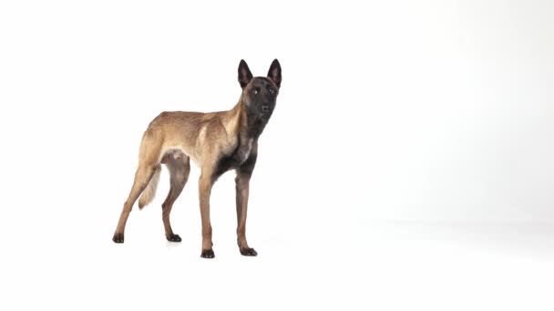 Akıllı Çoban Köpeği Eğitimi Oturma Yalan Söyleme Beyaz Stüdyo Geçmişinin — Stok video