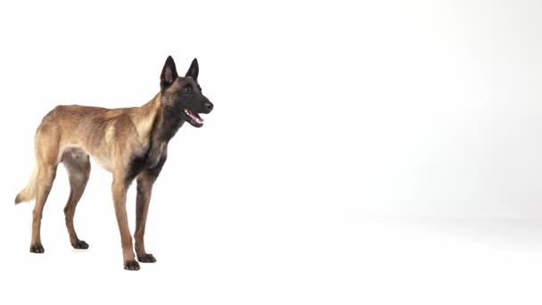 Beautiful Active Smart Shepherd Dog Basic Commands Posing White Studio — Video