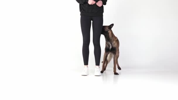 女性の足の近くに立って 白いスタジオの背景にコマンドに従う頭の良い アクティブで純血種の羊飼いの犬 コンパニオン アクション ペットの愛の概念 — ストック動画