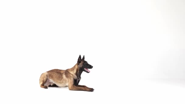 Sakin Zeki Özenli Çoban Köpeği Beyaz Stüdyo Arka Planında Emirlere — Stok video