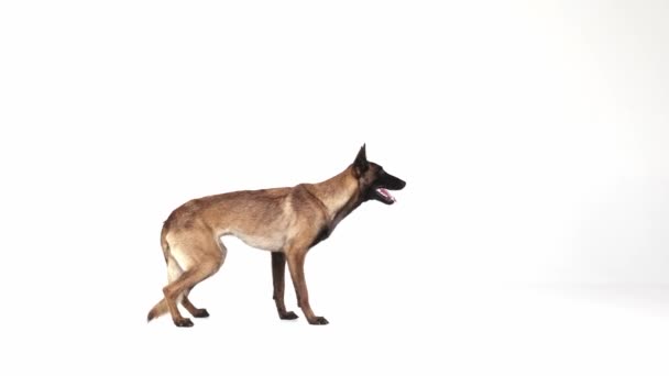 Safkan Zeki Aktif Çoban Köpeği Oturuyor Yalan Söylüyor Beyaz Stüdyo — Stok video