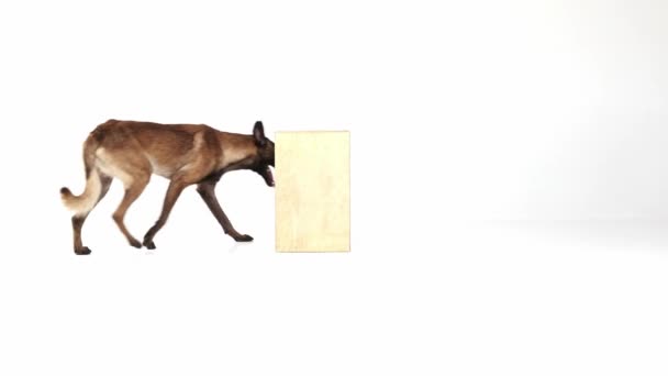 Beautiful Purebred Shepherd Dog Walking Running Cube White Studio Background — Stock videók