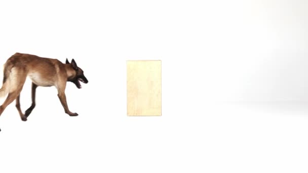 Beautiful Purebred Shepherd Dog Walking Lying White Studio Background Active — Vídeo de Stock