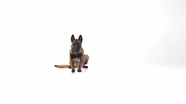 Smart Purebred Shepherd Dog Commands Training White Studio Background Good — Stockvideo
