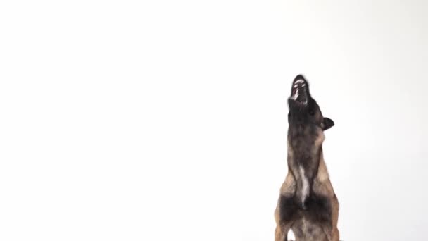 Akıllı Safkan Çoban Köpeği Sakince Oturur Beyaz Stüdyo Arka Planında — Stok video
