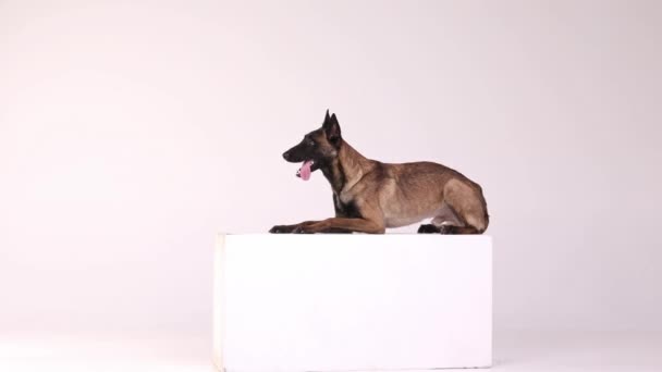 Beautiful Purebred Shepherd Dog Calmly Posing Block White Studio Background — Video Stock