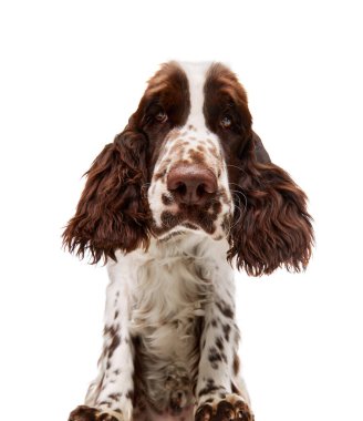 Studio image of beautiful dog, english springer spaniel posing, calmly looking at camera over white studio background. Concept of motion, action, pets love, animal life, domestic animal.