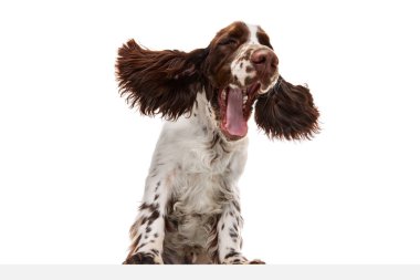 Yawning. Studio image of beautiful dog, english springer spaniel posing over white studio background. Sleepy pet. Concept of motion, action, pets love, animal life, domestic animal.