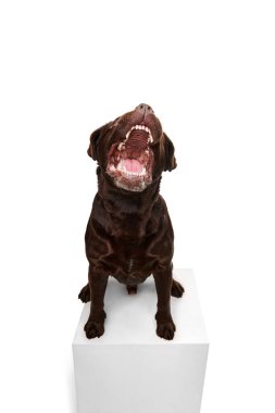 Big open mouth. Studio photo of beautiful brown Labrador dog posing over white studio background. Concept of motion, action, pets love, animal life, domestic animal.