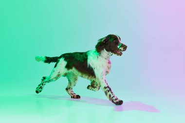 Studio image of active dog, english springer spaniel posing over gradient green purple studio background in neon. Concept of motion, action, pets love, animal life, domestic animal.