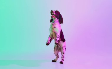 Studio image of smart english springer spaniel dog posing on hind legs over gradient green purple studio background in neon. Concept of motion, action, pets love, animal life, domestic animal.