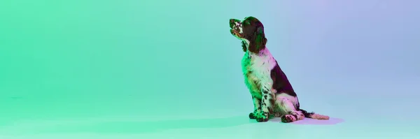 Studio Image Dog English Springer Spaniel Posing Calmly Sitting Gradient — Stock Photo, Image