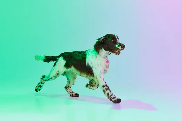 Studio Image Active Dog English Springer Spaniel Posing Gradient Green — Stock Photo, Image