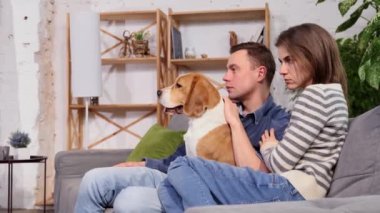 Happy young couple playing and relaxing with pet dog beagle at home. Portrait of caucasian man and woman in love feeding cute beagle and sitting together. Friendship, domestic animal, pets concept