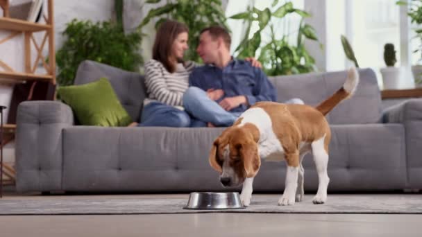 Beautiful Dog Beagle Eats Food Black Plate Food Wet Dry — Stockvideo