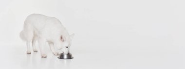 Beyaz İsviçreli Çoban Köpeği pozu, gri arka planda izole edilmiş kaseden içme suyu. Pankart. Hareket, eylem, evcil hayvanlar, aşk, hayvan hayatı, evcil hayvan kavramı. İlan için alanı kopyala