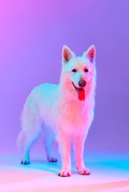 Güzel, zeki, beyaz İsviçreli çoban köpeğinin, neon ışıklarıyla izole edilmiş pembe arkaplanda poz verdiği bir stüdyo fotoğrafı. Hareket kavramı, eylem, evcil hayvanlar aşk, hayvan hayatı, evcil hayvan.