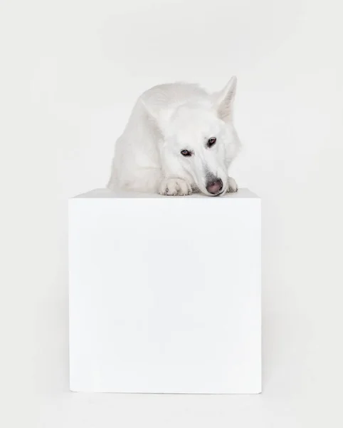 Sniffing Studio Shot White Swiss Shepherd Dog Posing Leaning Box —  Fotos de Stock