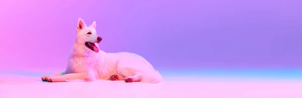 Studio Shot White Swiss Shepherd Dog Calmly Lying Gradient Pink — Stock Photo, Image