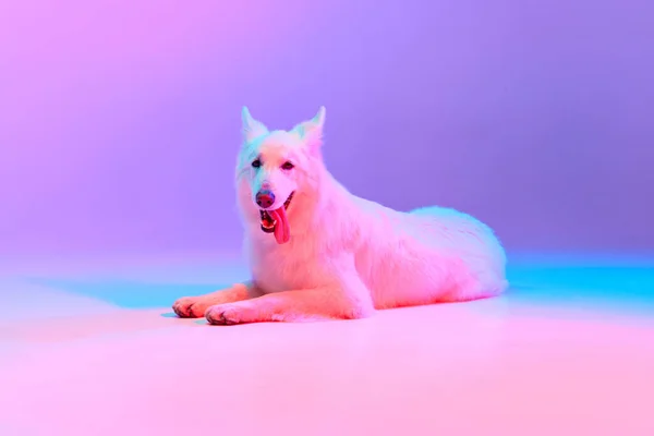 Smiling Studio Shot White Swiss Shepherd Dog Calmly Lying Isolated — Stock Photo, Image
