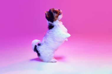 Studio image of cute little Biewer Yorkshire Terrier, dog, puppy, posing on hind legs over pink background in neon light. Concept of motion, pets love, animal life, domestic animal. Copyspace for ad.